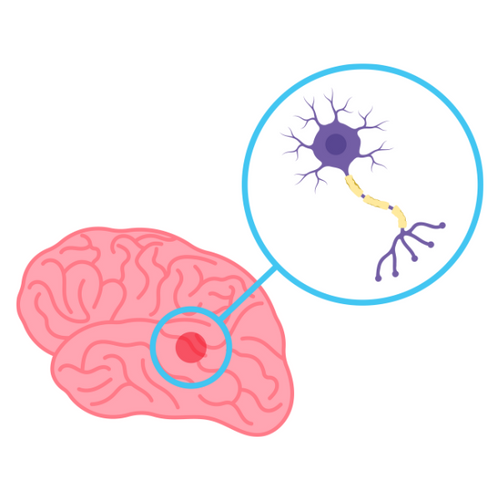 300+ Cranial Nerves Notes